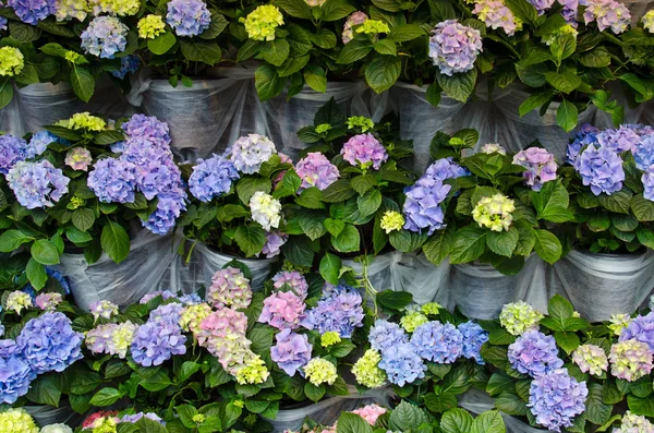 Прекрасний весняний фон з рядами кольорових квітів — стокове фото