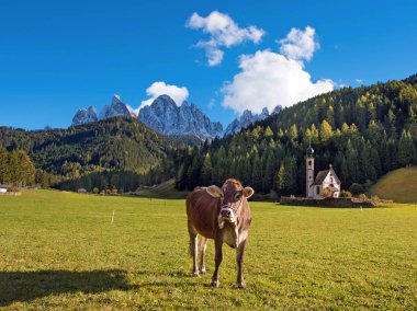 Beautiful landscape with a cow in the valley of Santa Magdalena, clipart