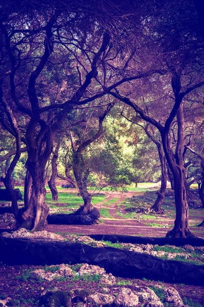 Paisagem fantástica mística com um arco em um olival em Gre — Fotografia de Stock