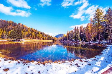 Sırtında sarı bir tarla kuşu olan muhteşem bir sonbahar manzarası.