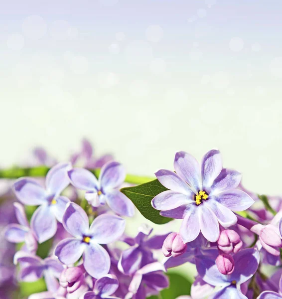 Fondo abstrackt con lilas para saludos Happy Valent —  Fotos de Stock