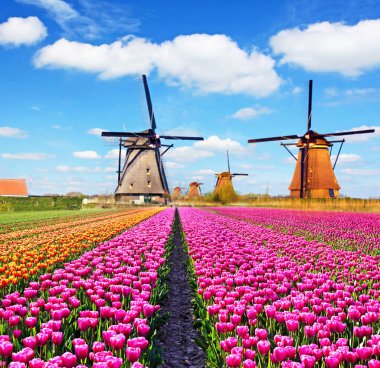 Lale ve yel değirmenleri Hollanda büyülü bir manzara. 