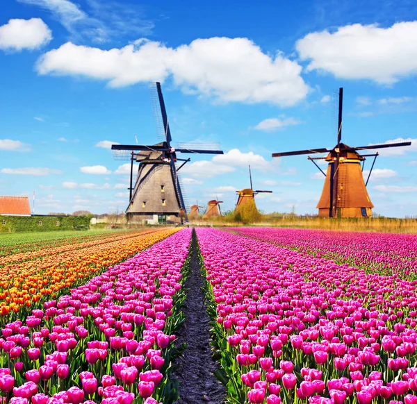 Uma paisagem mágica de tulipas e moinhos de vento na Holanda . — Fotografia de Stock