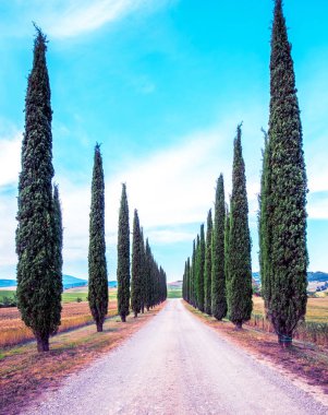 Tuscany, Ital 'da yol ve selvi ile sihirli güzel manzara