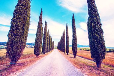 Tuscany, Ital 'da yol ve selvi ile sihirli güzel manzara