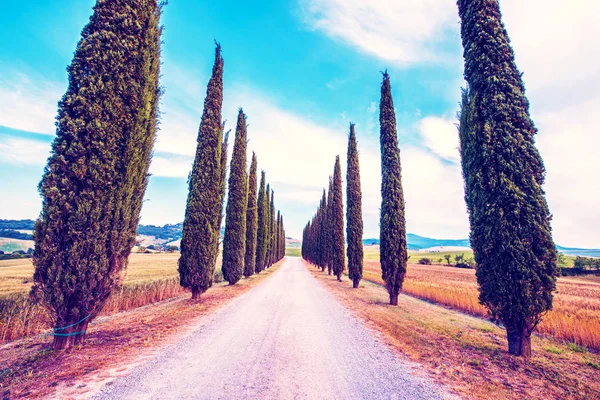 Magic beautiful landscape with road and cypress in Tuscany, Ital — Stock Photo, Image