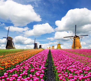 Hollanda 'da yel değirmenleri olan güzel, renkli bir manzara. Egzotik, inanılmaz yerler. Popüler turist akımı.