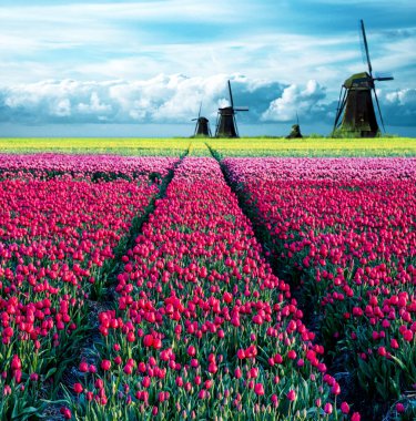 Lale tarlası ve Hollanda 'da bulutlu bir gökyüzünün arka planında yel değirmenleri olan büyüleyici bir bahar manzarası. Büyüleyici yerler..