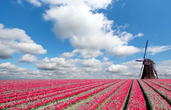 Hermoso Paisaje Mágico Primavera Con Campo Tulipanes Molinos Viento Fondo —  Fotos de Stock