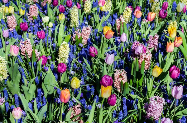 さまざまな色から春背景テクスチャ — ストック写真