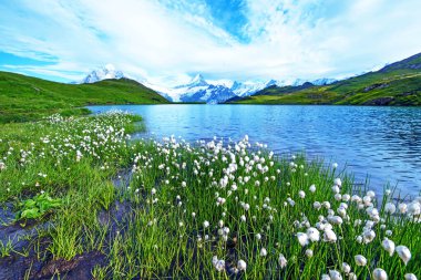 Eriophorum sheuchzeri 'nin göl kenarında güzel bir manzarası var. İsviçre Alpleri, Avrupa. Wetterhorn, Schreckhorn, Finsteraarhorn ve Bachsee. (rahatlama, uyum, anti-stres - konsept). 