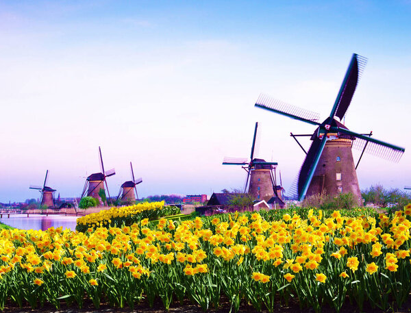 fabulous mystical, stunning magical spring landscape with daffodils on the background of a cloudy sky in Kinderdijk, Netherlands. Charming places. (Meditation, anti-stress, Harmony - concept)