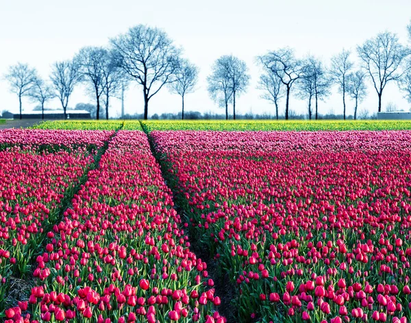 Fabuleux Paysage Mystique Magnifique Printemps Magique Avec Champ Tulipes Sur — Photo