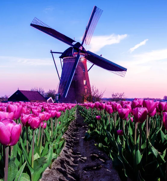 breathtaking beautiful inspirational landscape with a windmill in the middle of a tulip field in Kinderdijk, Netherlands. Fascinating places, tourist attraction.
