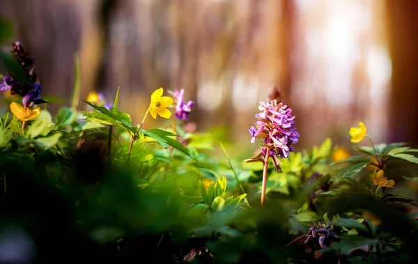 Beautiful optimistic inspirational landscape with flowers of gray and yellow anemone in the forest. Vintage style. (courtship, couple - concept)