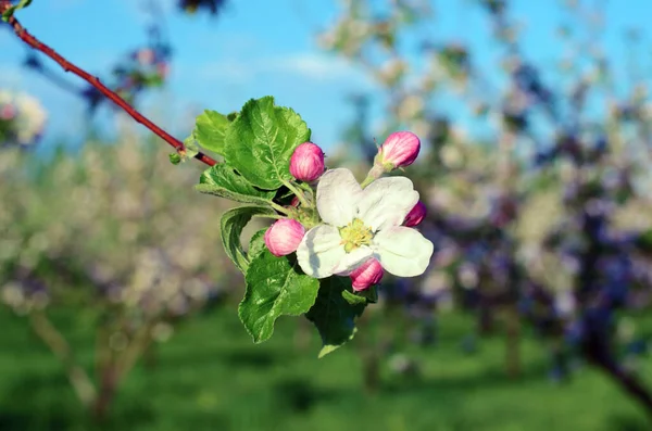 Bloesem Appelboom Een Lente Tuin — Stockfoto