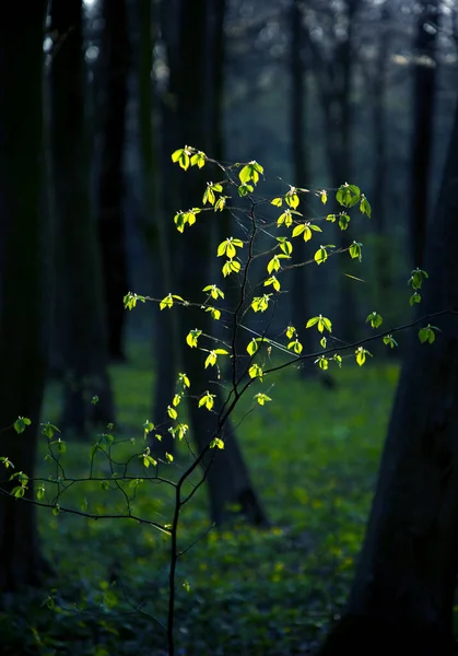 Paisagem Primavera Encantadora Mística Com Folhas Jovem Arbusto Iluminado Pelo — Fotografia de Stock