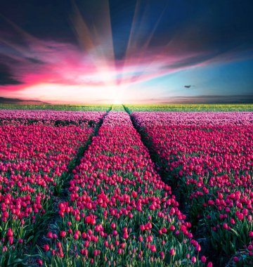 Peri masalı gibi büyüleyici büyülü bahar manzarası. Hollanda 'da gün doğumunda bulutlu bir gökyüzünün arka planında lale var. Büyüleyici yerler..