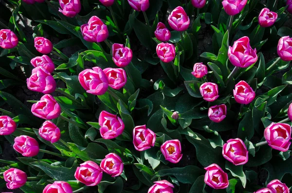 Ein Origineller Kreativer Blick Auf Die Tulpen Von Oben Frühlingsmuster — Stockfoto