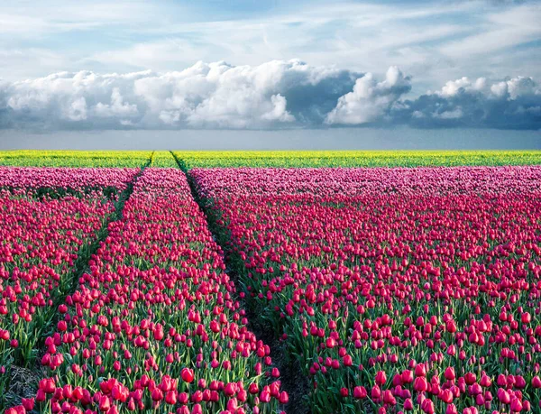 Fabuleux Paysage Printanier Magique Avec Champ Tulipes Sur Fond Ciel — Photo