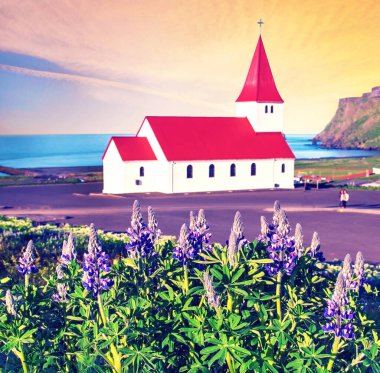 İzlanda 'daki ünlü Vik kilisesi (Vikurkirkja) ve lupin çiçekleri. Hac yeri. Etkileyici bir manzara. Egzotik ülkeler. İnanılmaz yerler..