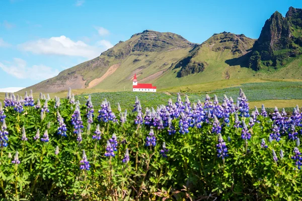 The famous Vik church (Vikurkirkja) and flowers of lupine in Iceland. place of pilgrimage. Impressive landscape.  Exotic countries. Amazing places.