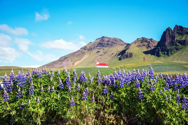 Famous Vik Church Vikurkirkja Flowers Lupine Iceland Place Pilgrimage Impressive — Stock Photo, Image