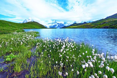 Eriophorum sheuchzeri 'nin göl kenarında güzel bir manzarası var. İsviçre Alpleri, Avrupa. Wetterhorn, Schreckhorn, Finsteraarhorn ve Bachsee. (rahatlama, uyum, anti-stres - konsept). 