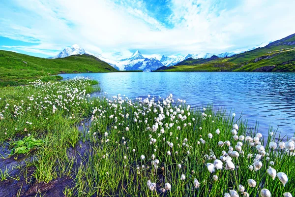 Bonita Vista Las Flores Eriophorum Sheuchzeri Cerca Del Lago Alpes —  Fotos de Stock