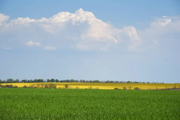 Yazın bulutlu yeşil ve sarı tarla