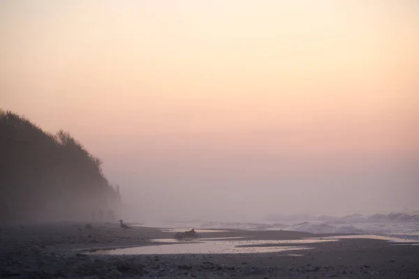 Early morning, beach, sea, people, seagulls, fog — Stock Photo, Image