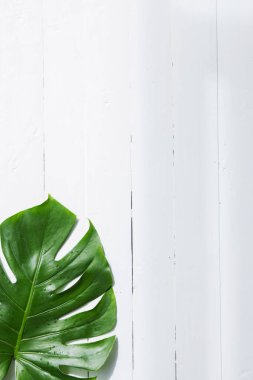 Beyaz arkaplanda yeşil canavar yaprağı.