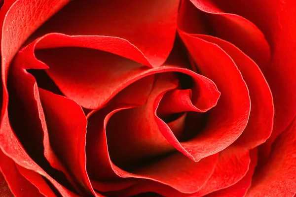 Close up shot red rose background. Valentine's day concept.