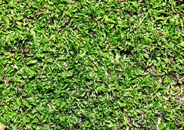 绿草背景 俯瞰美丽的草园无人 概念用于训练活动 高尔夫 用作图样纹理背景 具有编写文本的复制空间 — 图库照片