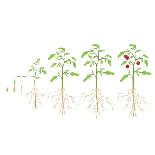 Cycle des plants de tomates. Progrès de la croissance . — Image vectorielle
