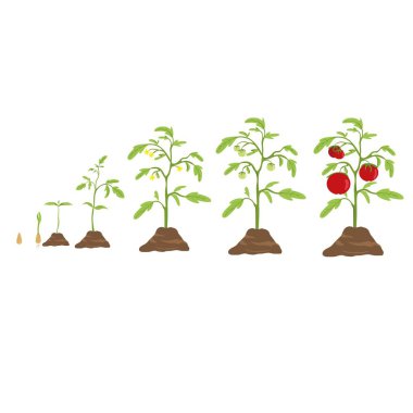 Domates büyümek döngüsü. Küçük tohumdan büyük domates.