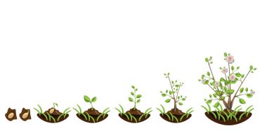 Büyüme ağaçlar çiçekli