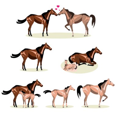 At nalı hayat doğum anne ve yavru colt ve yetişkin de dahil olmak üzere tüm aşamaları ile