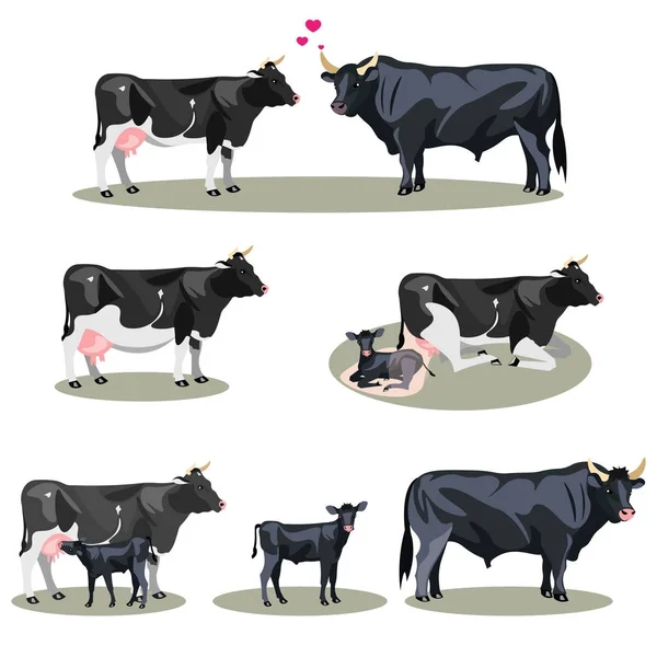 所有阶段的奶牛生活, 包括出生母亲和马驹驹和成人 — 图库矢量图片