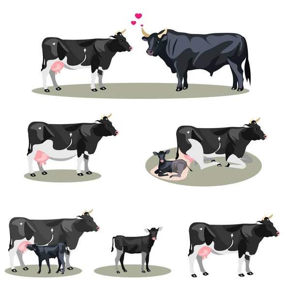Vida das vacas com todas as fases, incluindo nascimento — Vetor de Stock