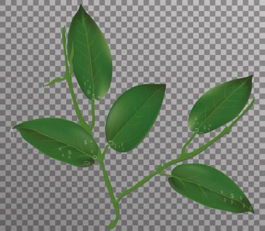 Saydam bir arkaplanda yeşil yaprak ve su damlaları. 