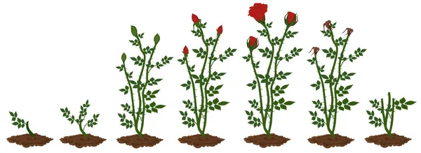 Kırmızı gül bitkisinin büyümesinin aşamaları — Stok Vektör
