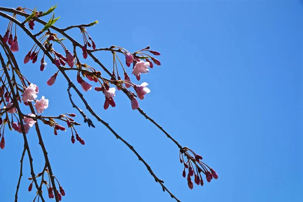 Kamu Parkında Sakura Çiçekleri Ontario — Stok fotoğraf