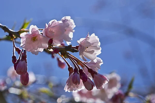 Kamu Parkındaki Sakura Çiçeklerine Yakın Çekim Ontario — Stok fotoğraf