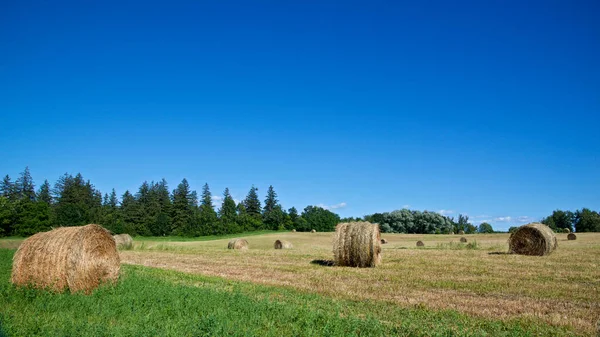 Hay Rolls Farmland Ontario — Stock Photo, Image