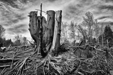 Ormandaki kesilen ağaçların profili - B & W