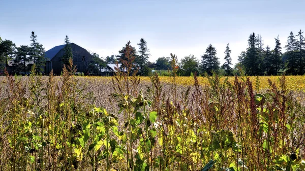 Soybean Farm Field Farmhouse Background Stock Photo