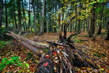 Çıplak kökleri olan eski bir ağaç kütüğü. 