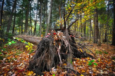 Pickering, Ontario / Kanada - 10 / 17 / 2018: Ormanın kenarında çıplak kökleri olan yaşlı ağaç kütüğü