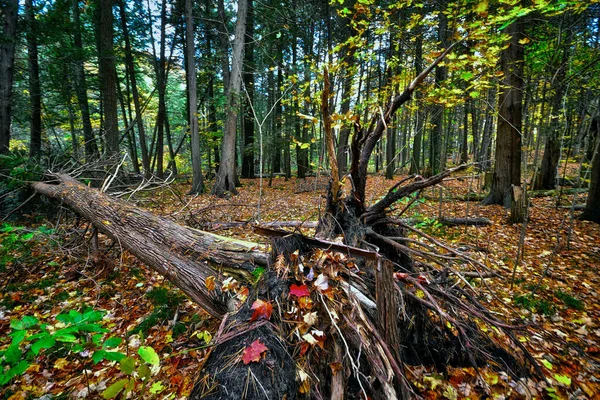 Çıplak kökleri olan eski bir ağaç kütüğü. 